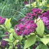 ABEILLE sur une Spirée du Japon. Jardin, 15 juin 2024. '' La pollinisation en rose ''.ORPHÉE HENRY DECORMEILLE